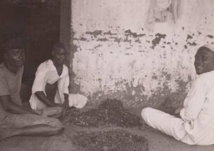 Sortieren von Gewürznelken, Sansibar : Sansibar (heute: Tansania). Suaheli (Swahili) beim Sortieren und Verlesen von Gewürznelken, 1936