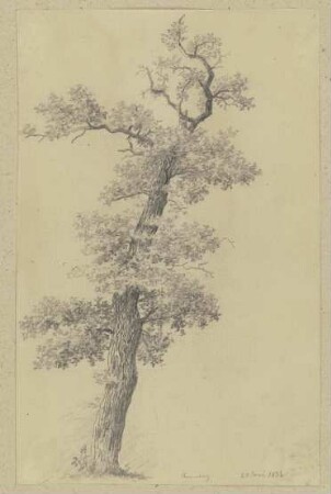 Baum
