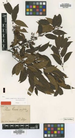 Prunus samydoides Schltdl. [syntype]