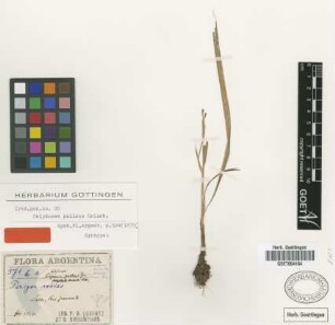 Calydorea pallens Griseb. [syntype]