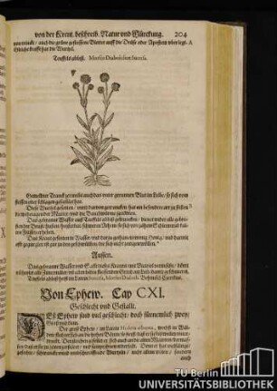 Cap. CXI. Von Ephew.