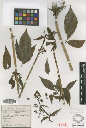 Valeriana effusa Griseb. var. trifoliata Griseb.[type]