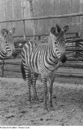 Zebra im Zoo