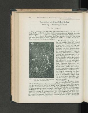 Mitten im Grase stehen einige Exemplare von Silene italica beisammen