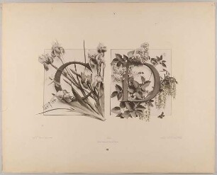 III. Initiale C D mit Schwertlilie, Eisvogel, Libellen - Flieder, Goldregen und Schmetterling
