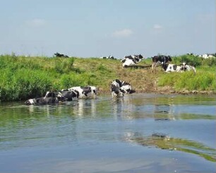 Tiere in der Weser