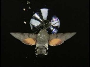 Experiments on the Flight of the Hummingbird Moth