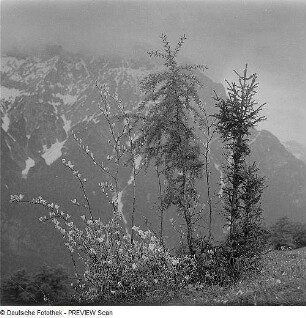 Bäume in den Alpen