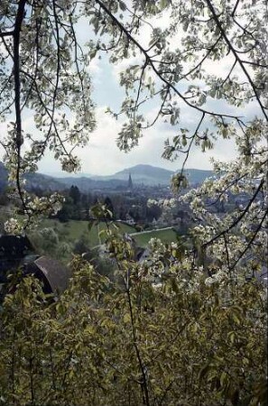 Freiburg i. Br.: Frühling an der Eichhalde: Blüten und Blick auf das Münster