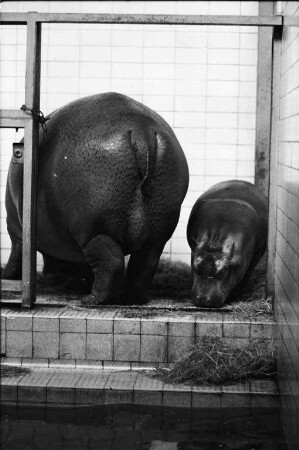 Nilpferde im Karlsruher Zoo.