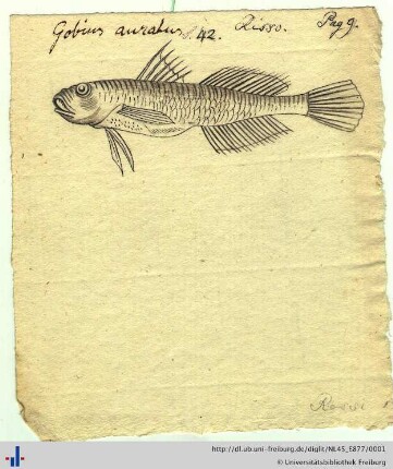 Nachlass L. Oken (NL 45/E877)