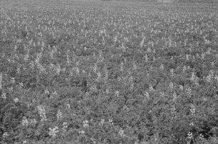 Feld mit blühenden Pflanzen