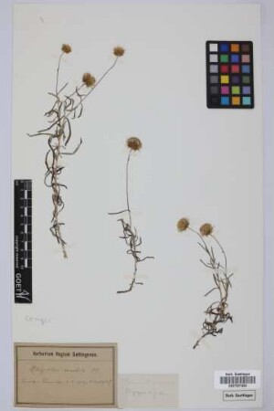Schizogyne argentea