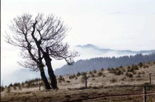 Schauinsland: Kahle Bäume im Gegenlicht