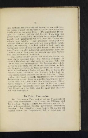 Die Feige. Ficus carica.