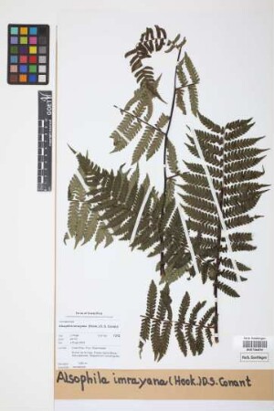 Alsophila imrayana (Hook.) Conant