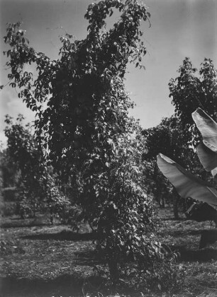 Plantage : Obstbäume auf einer Plantage