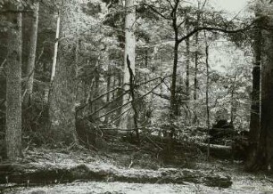 Šumava (deutsch: Böhmerwald), Urwald am Kubani, umgestürzte Bäume