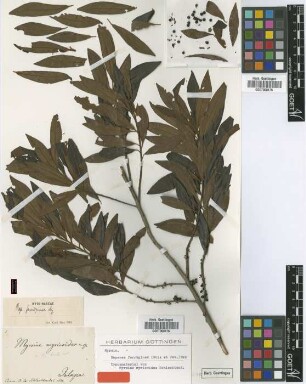 Myrsine myricoides Schltdl. [type]