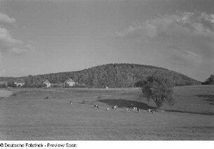 Kühe auf einer Wiese im Tharandter Wald