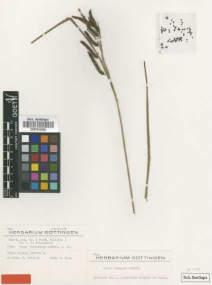 Carex platycarpa Hochst. ex Steud. [isotype]