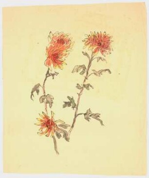 Blumenstudien : Vier Chrysanthemenstengel
