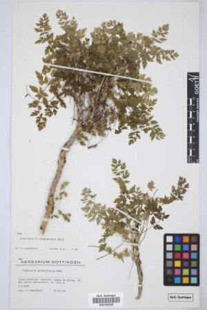 Pimpinella dendrotragium Webb & Berthel.