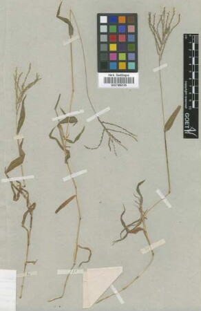 Digitaria abyssinica (Hochst. ex A.Rich.) Stapf [type]