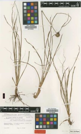 Cyperus diurensis Boeckeler var. acuminato-squamatus Kük.[type]