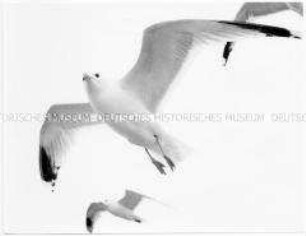 Fliegende Möwen von unten fotografiert
