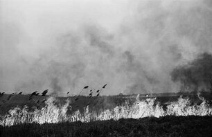 Brand in der Litzelau auf dem Schilfgelände zwischen Knielingen und dem Stichkanal des Rheinhafens.
