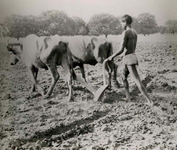 Ploughman