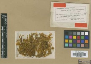 Myurium rufescens (Reinw. & Hornsch.) M.Fleisch. var. M.Fleisch. robustum[isotype]