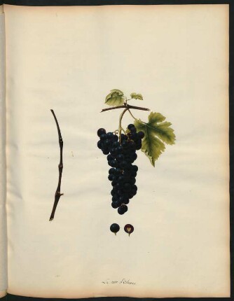 52. Le noir d'Orleans