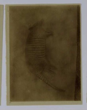 Dasypus novemcinctus Linnaeus, 1758