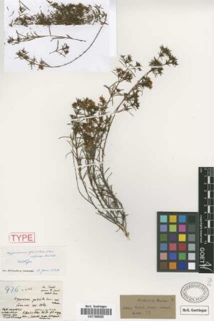 Hypericum galioides Pursh var. cubense Griseb.[holotype]