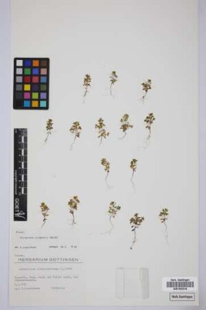 Asterolinum linum-stellatum (L.) Duby