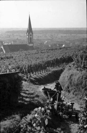 Ihringen: Hohlweg mit Weinkarren, Hintergrund Kirchturm