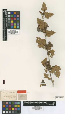 Thomasia discolor Steud. [isotype]