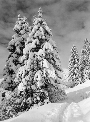 Winterbilder. Skispur zwischen verschneiten Nadelbäumen