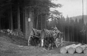 Theodor Hesse mit seinem Gespann