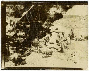bir ettureija Wüste Juda [Herde]