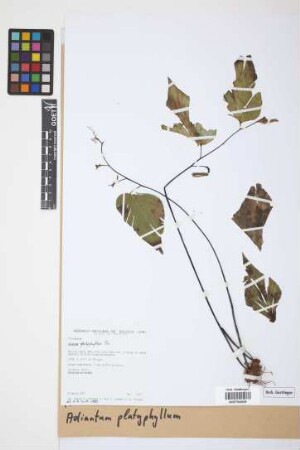 Adiantum platyphyllum