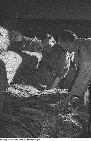 Dresden-Striesen, Glashütter Straße 94. Zigarettenfabrik Jasmatzi und Söhne (1900; O. Röhle), September 1952