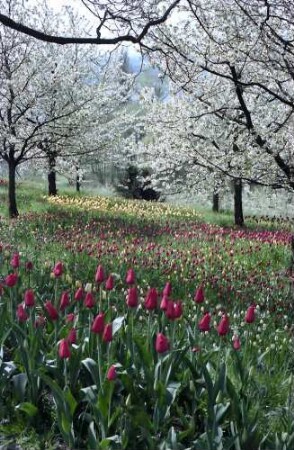 Mainau, Insel Mainau: Tulpenblüte und blühende Kirschbäume