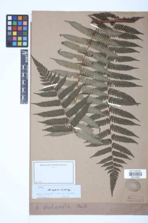 Alsophila phalerata Mart.