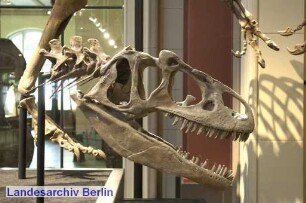 Museum für Naturkunde; Invalidenstraße 43 (Mitte)