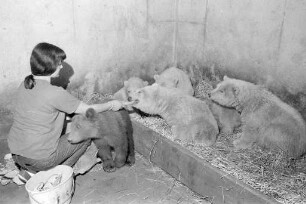 Nachwuchs bei den Eisbären im Karlsruher Zoo.