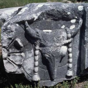 Samothrake. Heiligtum. Rose und Bukranion vom Fries des Arsinoeions
