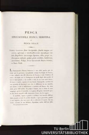Pesca Spiccacciola bianca serotina o Pesca reale
